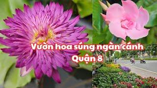 Sài Gòn MUA HOA KIỂNG ĐỘC LẠ HOA SÚNG NGÀN CÁNH trong khu vườn xanh mát MUÔN LOÀI HOA KHOE SẮC q.8