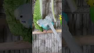 Cute Parakeets Singing Talking Kissing and Eating Veggies #shorts Cute Budgies Chirping.