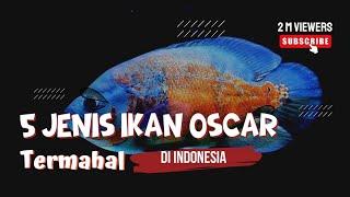 5 JENIS IKAN OSCAR TERMAHAL DI INDONESIA YANG MEMIKAT MATA#ikanoscar#ikanpredator