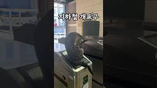 이스탄불 고양이#shots #이스탄불여행 #세계여행 #여행유튜버