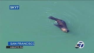 Injured sea lion in San Francisco Bay sparks concern