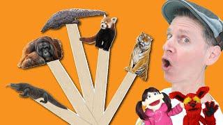 Asian Wild Animals Part 2  Pop Sticks Song with Matt  Dream English Kids