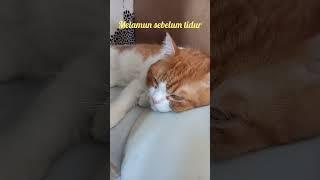 Pijat Mania Oyen Mahh#cat#catlover#oyen#pijat#mania#kucinglucu##catvideos#funnycats#cutecats#kucing