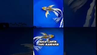 Naga Dari Mandarin #feedshorts #faktaunik #shortvideo #fakta #animals #koifish