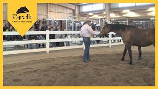 Pat Parelli - Equine Behavior Lecture at Colorado State University Part 1