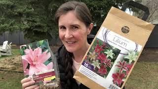 How to plant lily bulbs