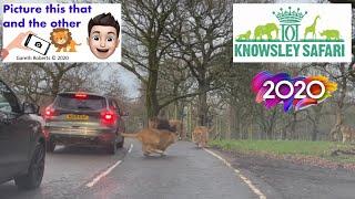 The Lions loving life at Knowsley Safari Park - 22nd December 2020