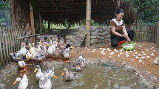 How to Make a nest for ducks to lay more eggs - Harvest ducks eggs go to the market sell