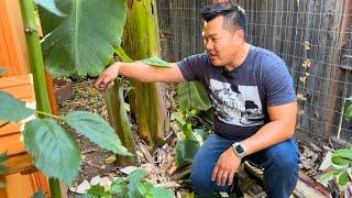 Ground Covering for Tropical Fruit Trees in Californias Central Valley