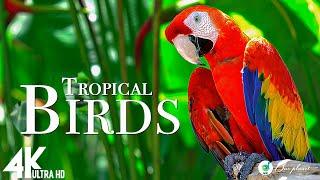 Amazon 4k Tropical Birds In 4k - Beautiful Bird Sounds Of Rainforest  Scenic Relaxation Film