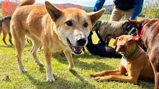 Wild Born Dingo Vs Domestic Dog