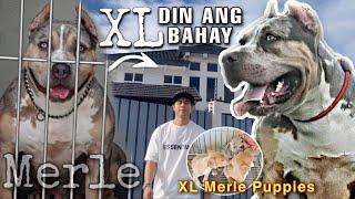 WAG MONG GAGALITIN HIGANTENG MERLE •XL American Bully • Sam Walastik