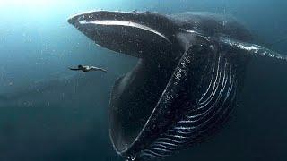 Самые Большие Монстры Океана Самые большие животные океана.