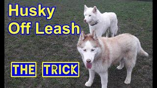 Husky Dog Off Leash Training.  The Trick Helpful for any dog