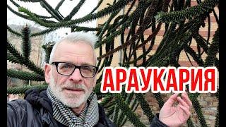 Араукария чилийская  Araucaria araucana  Игорь Билевич