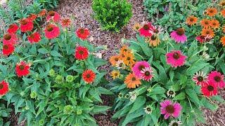 Plant Spotlight Coneflower. Beautiful and very reliable perennial in my GA zone 8a garden