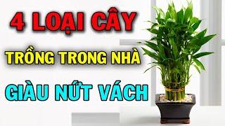 Muốn Giàu Nhanh Không Ốm Đau Bệnh Tật Gia Chủ Trồng Ngay 4 Loại Cây Phong Thủy Này Trong Nhà  SDHP