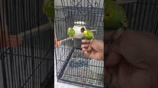 Changing cage for a budgie Jackey 