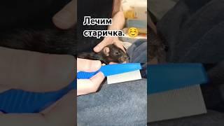 Процесс лечения старенькой крысы и грумминг.  #cuterats #fancyrats #funnypets #волонтерство