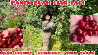 PANEN BUAH LIAR LAGI‼️SAMPEK BINGUNG MAU AMBIL YANG MANA DULU 