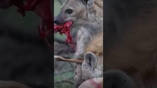 Horrifying Hyenas feesting on an antilope  #shortsfeed #shortsvideo #shortvideo #wildlife #beastmode