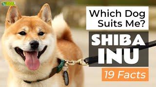Is a Shiba Inu the Right Dog Breed for Me? 19 Facts About Shiba Inus