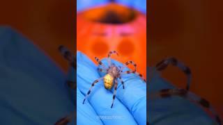 Spider in Pumpkin Fruit surgery #shorts #fruitsurgery