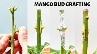 Mango Bud grafting new technique how to graft mango graft tree