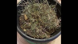 How to revive a plant Rosemary  Gardener Without Borders