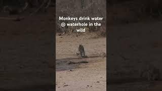 Monkeys @ Waterhole
