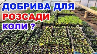 Коли робити першу підживку розсади ? Перша підживка розсади перцю та баклажанів