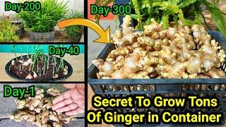 10 रुपए में उगाइये 10 किलो अदरक  Secret To Grow 10 kg Ginger In 1 Container With 10 Months Updates