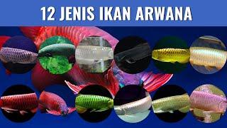 Jenis Jenis Ikan Arwana yang perlu kamu tahu 