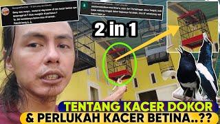 INI TENTANG MERAWAT KACER  2 in 1 KACER DOKOR & KACER BETINA ⁉️ Simplenya Begini