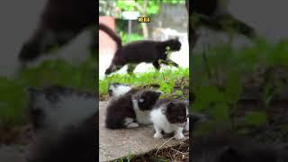 3 ANAK KUCING PERSIA KELUAR RUMAH PERTAMA KALI