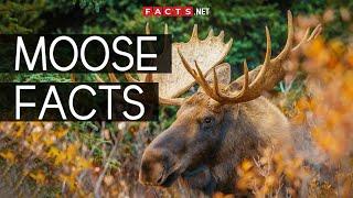 Incredible Moose Facts You Cant Miss