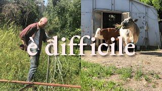 Le Difficoltà Di Aprire UnAzienda Agricola e Come Superarle  Farm Diaries