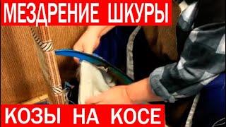 Мездрение шкуры козы на косе. Обработка шкуры