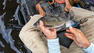 Catching JUMBO White Perch on Jigs & Sand Fleas