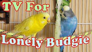 10 Hr Happy Singing & Eating Parakeet Budgies Birds Reduce Stress of Lonely Quiet Birds
