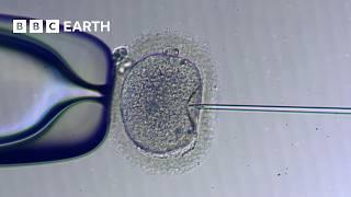 How IVF Works  The Story of Fertility  BBC Earth Science