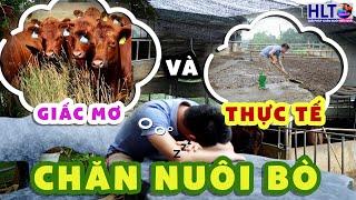 NGHỀ CHĂN NUÔI BÒ - ƯỚC MƠ & THỰC TẠI