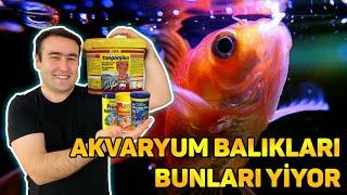 AKVARYUM BALIKLARIM BUNLARI YİYOR Balıklarımızın Beslenme Biçimine Göre Yem Tercihlerimiz