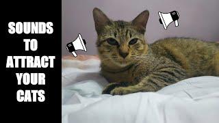 Cat Sounds to Attract Cats #13