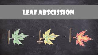 Leaf Abscission  Plant Biology