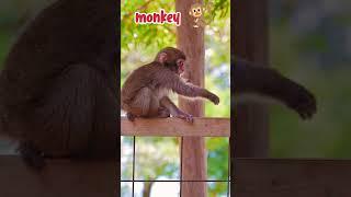 monkey short video।monkey very nice seen। #monkey #badmonkey #cute #animals #animal #pets #funny