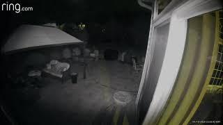 Strange Creatures Captured By Our Backyard Ring Camera