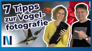 Vogelfotografie 7 Profitipps um Vögel perfekt zu fotografieren