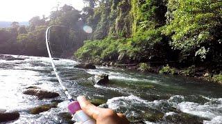 MANCING CASTING IKAN MAHSEER‼️DI SUNGAI ARUS DERAS HULU BERAU