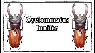 Cyclommatus lunifer - Präparation  Mounting